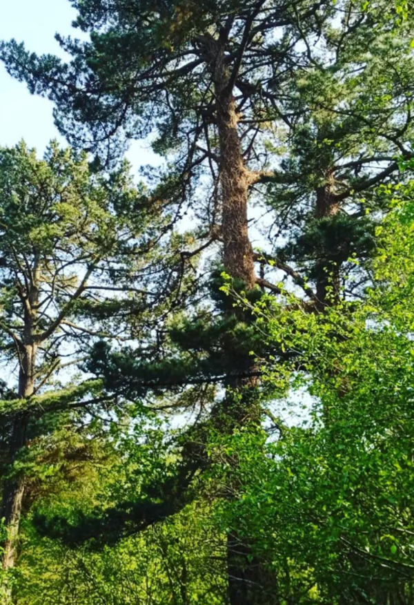 Haven Wood Forest School Path
